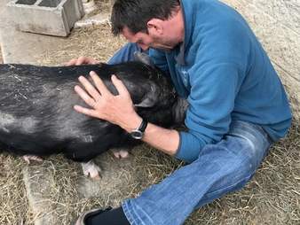 Rescued potbellied pig with her favorite person at Blind Spot Animal Sanctuary