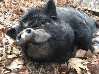 Rescued potbellied pig making a nest in the leaves