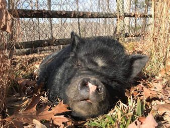 Rescued potbellied pig making a nest in the leaves