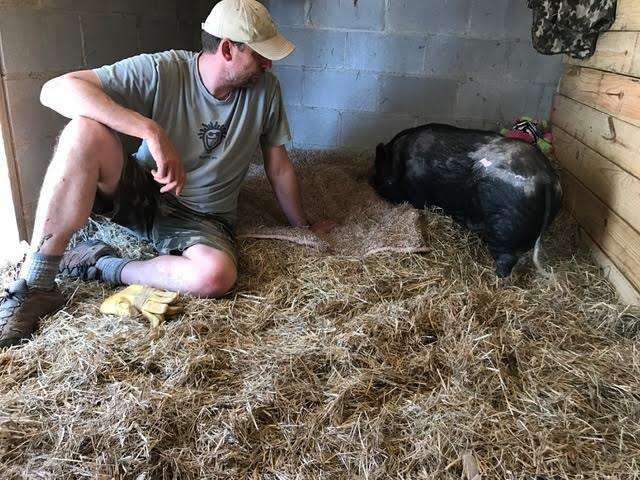 Rescued potbellied pig with her favorite person at Blind Spot Animal Sanctuary