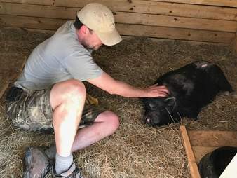 Rescued potbellied pig with her favorite person at Blind Spot Animal Sanctuary