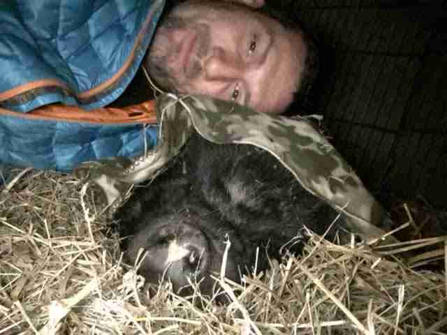 Stray Pig Loves Being Tucked Into Bed - The Dodo