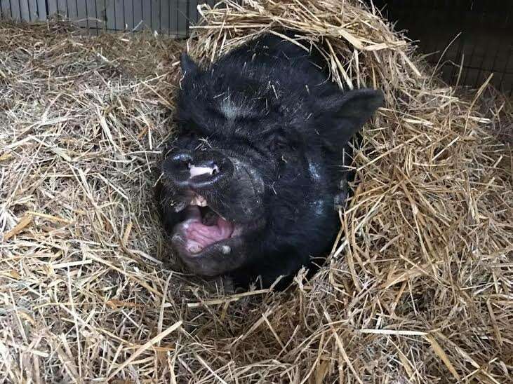 Rescued potbellied pig sleeping in the hay