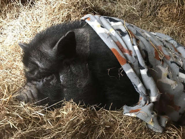 Rescued potbellied pig snuggling in blanket