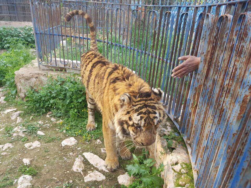 Man comes to help starving tiger in Aleppo zoo