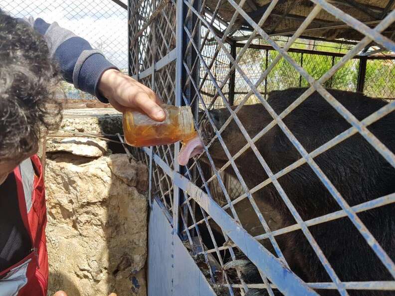 Man feeds honey to starving bear in Aleppo, Syria, zoo