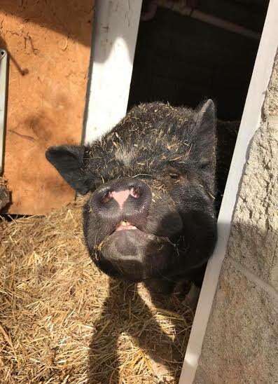 Rescued potbellied pig