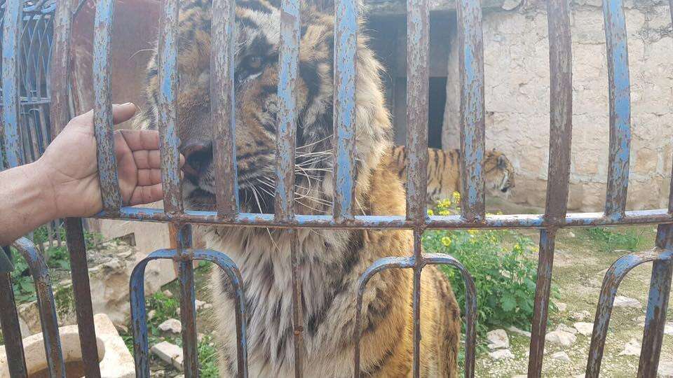 Man reaches out to touch starving tiger in Aleppo zoo