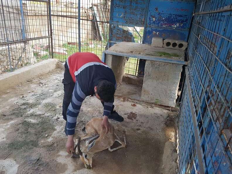 Gazelle found dead of starvation in Aleppo zoo