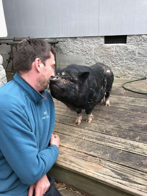 Rescued potbellied pig with her favorite person at Blind Spot Animal Sanctuary