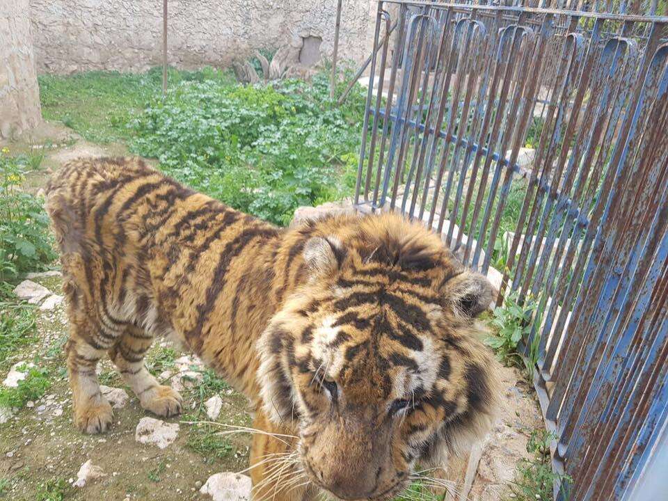 Starving tiger in Aleppo, Syria, zoo