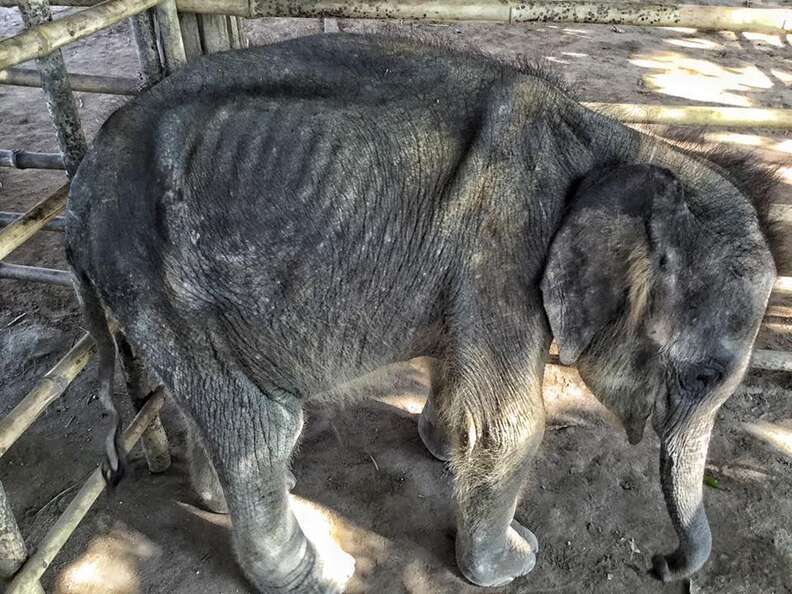 Starving baby elephant orphan at a camp in Myanmar