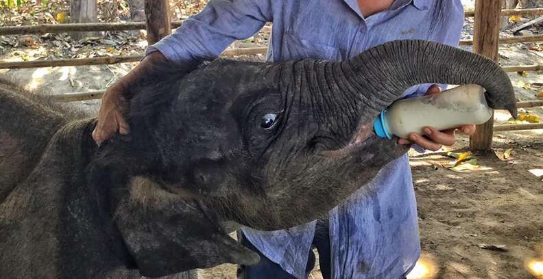 Starving baby elephant orphan at a camp in Myanmar