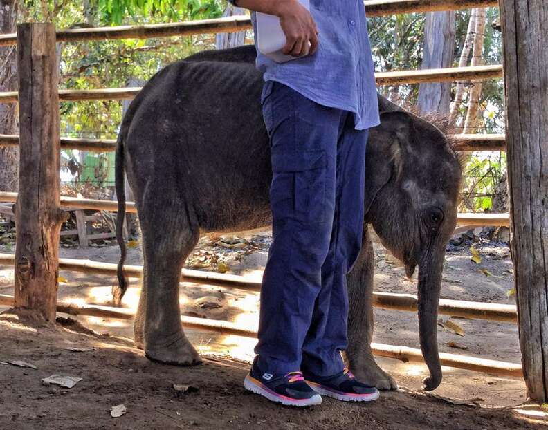 Starving baby elephant orphan at a camp in Myanmar