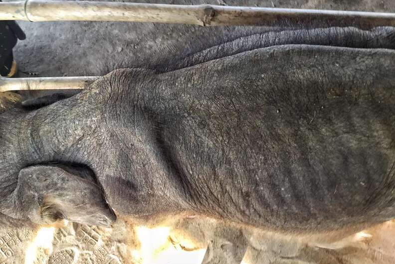 Starving baby elephant orphan at a camp in Myanmar