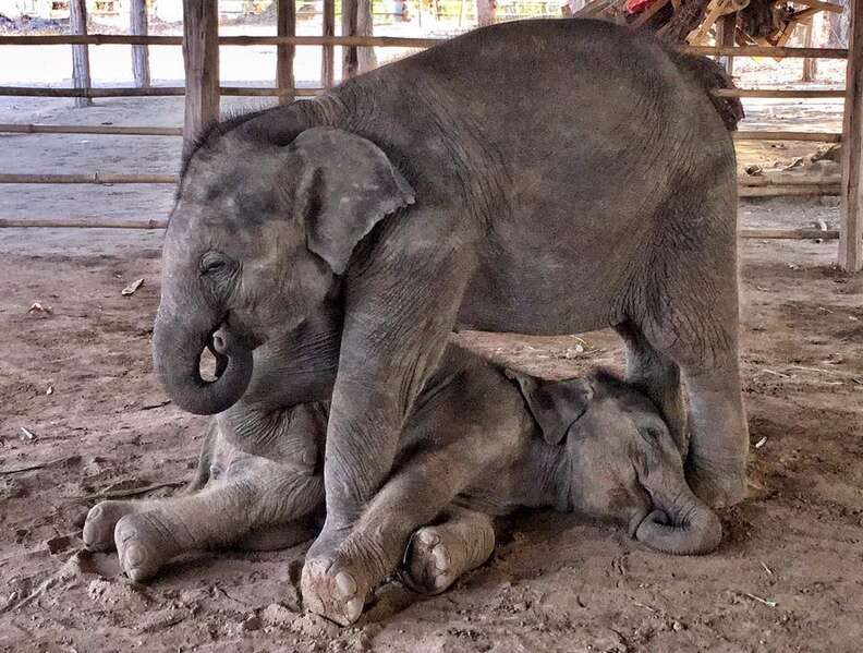 Starving baby elephant orphan at a camp in Myanmar