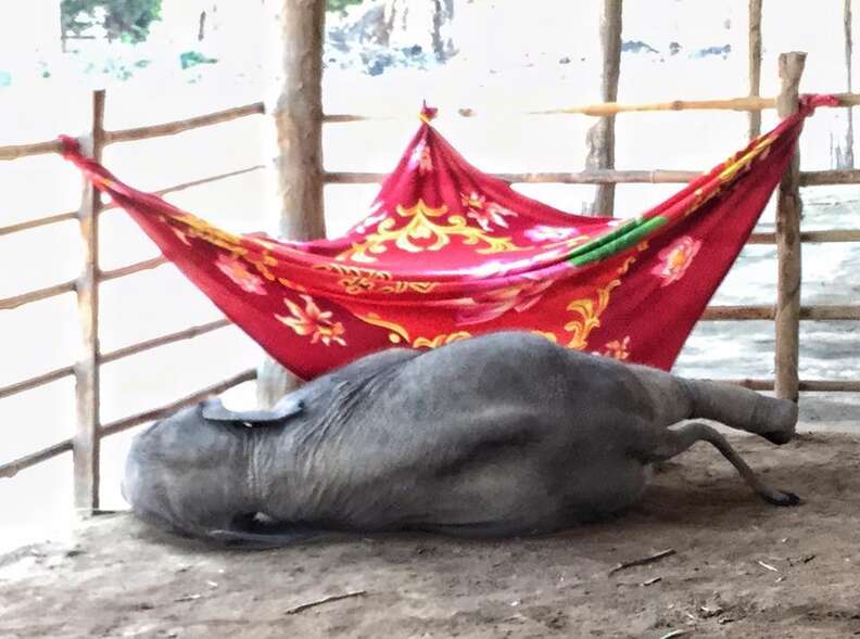 Starving baby elephant orphan at a camp in Myanmar