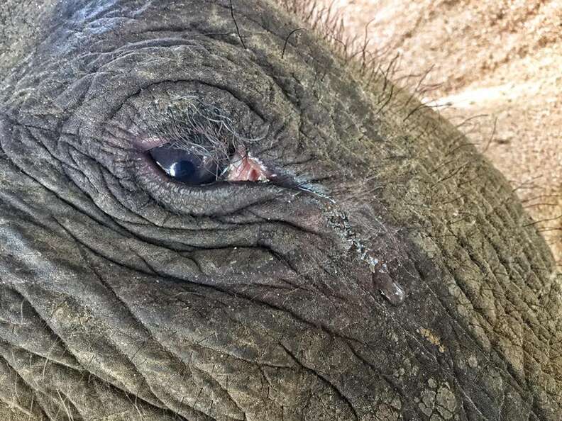 Starving baby elephant orphan at a camp in Myanmar