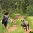 Orphaned Baby Rhinos Figure Out Life Together