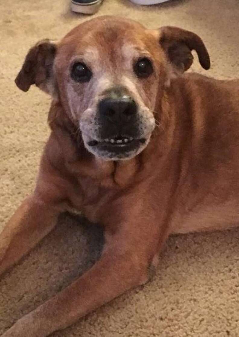 Senior dog saved from shelter in Maryland