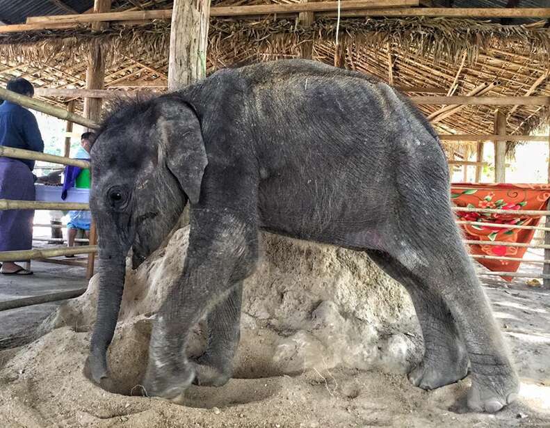 Baby elephant orphan at a camp in Myanmar