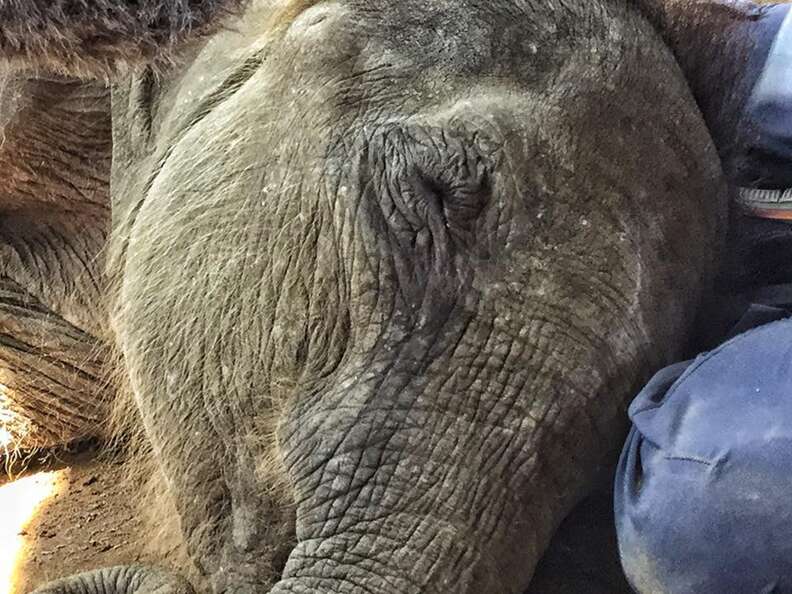 Baby elephant orphan at a camp in Myanmar