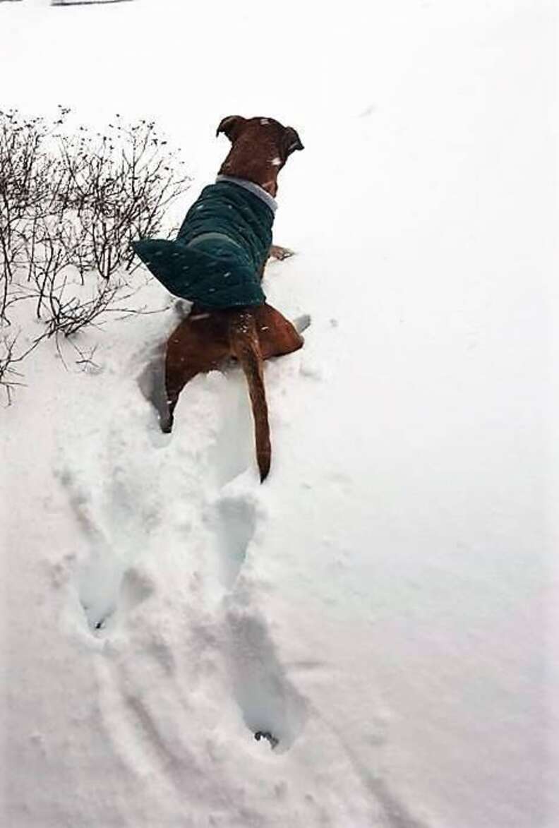 Senior shelter dog playing in the snow