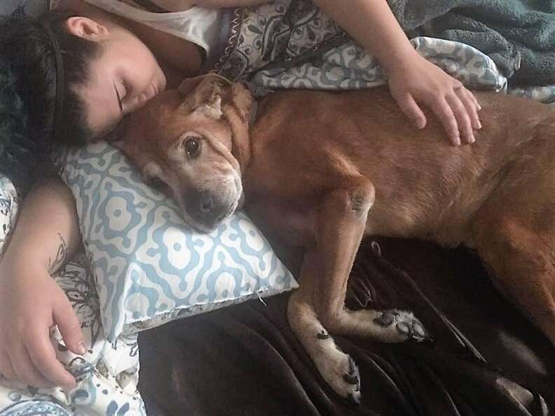 Senior shelter dog napping with his rescuer