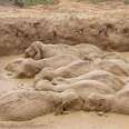 This Entire Family Of Elephants Got Stuck In A Mud Pit