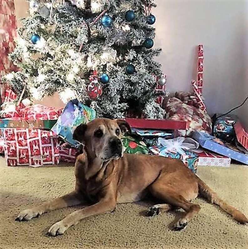 Senior shelter dog saved in time for Christmas