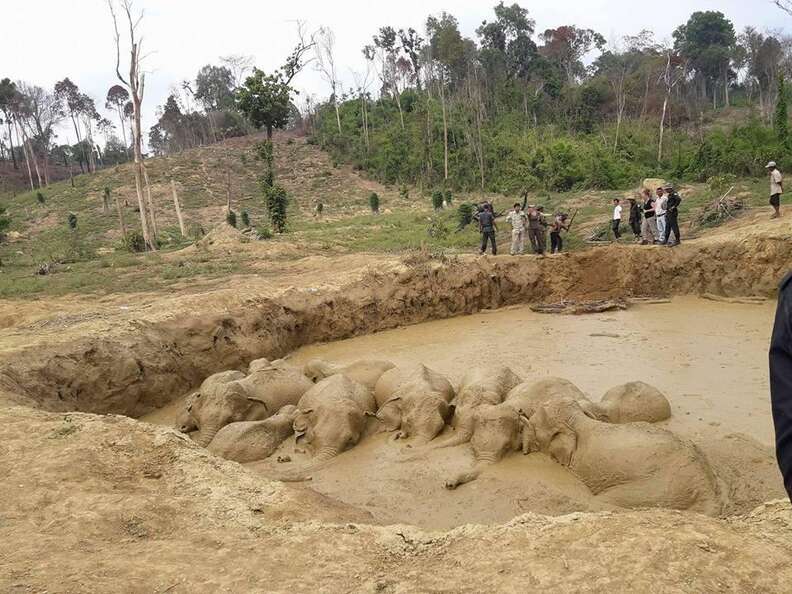 Elephant herd stuck in bomb crater in Cambodia