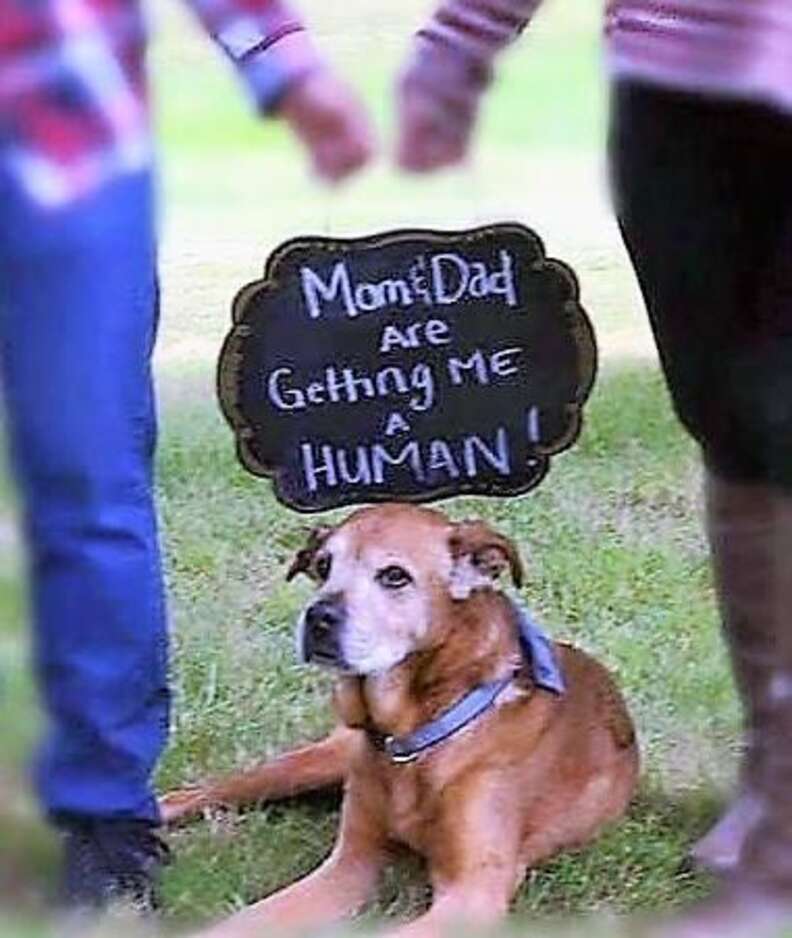 Senior dog helps his parents announce they're expecting a baby