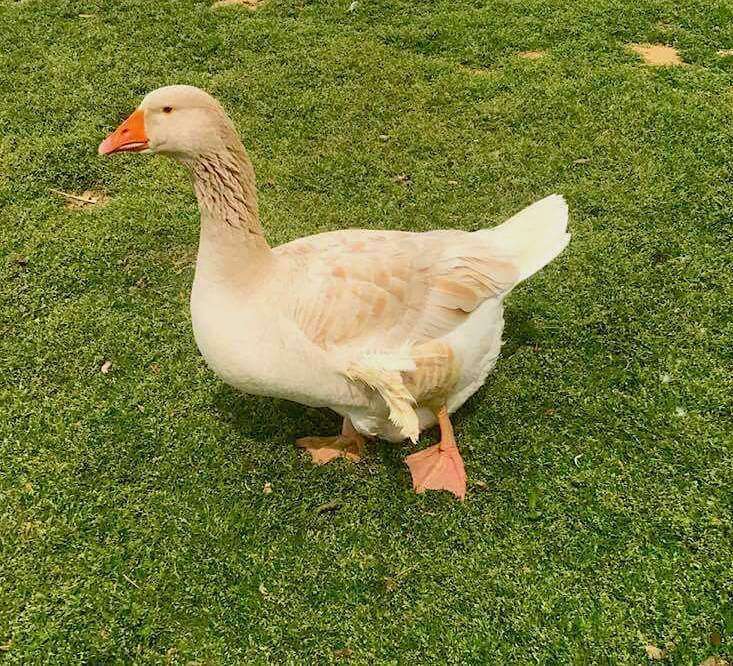 Buff goose with angel wing syndrome at Carolina Waterfowl Rescue