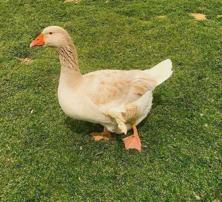 Buff goose with angel wing syndrome at Carolina Waterfowl Rescue