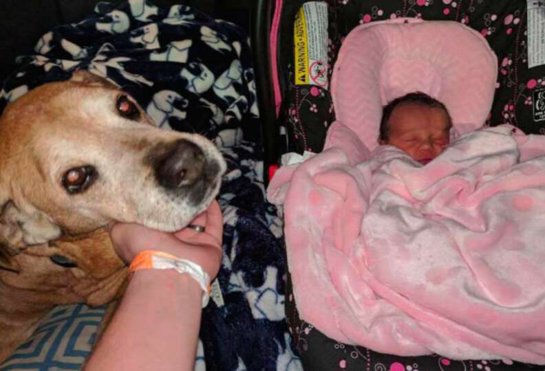 Senior shelter dog meets his new baby sister before passing away