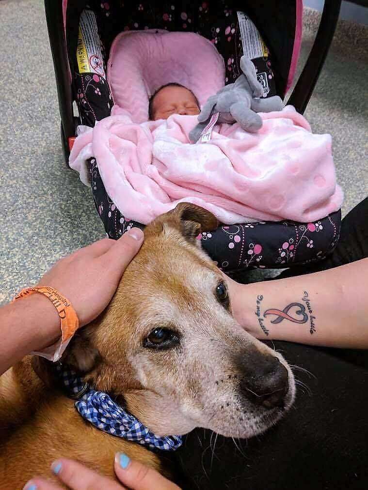 Senior shelter dog meets his new baby sister before passing away