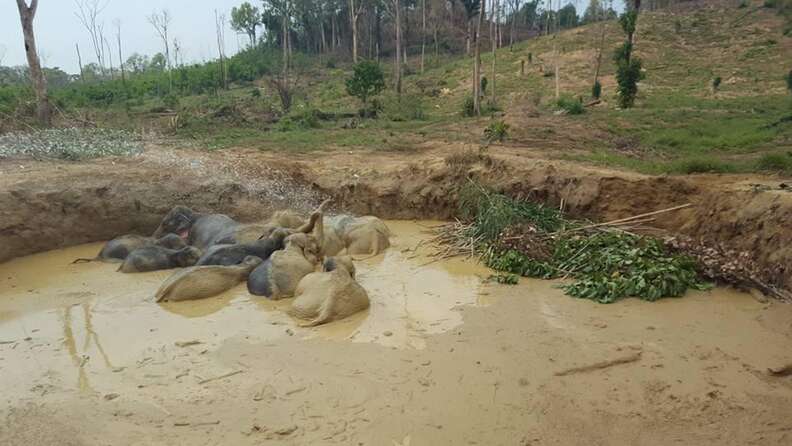 Elephant herd stuck in bomb crater in Cambodia begins to climb out