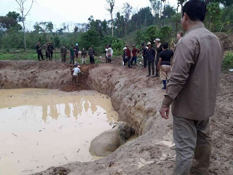 Baby elephant stuck in bomb crater in Cambodia