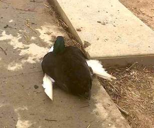 Duck with angel wing syndrome at Carolina Waterfowl Rescue