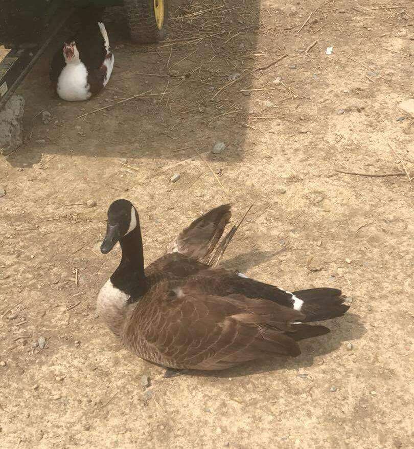 Canada goose with angel wing syndrome at Carolina Waterfowl Rescue