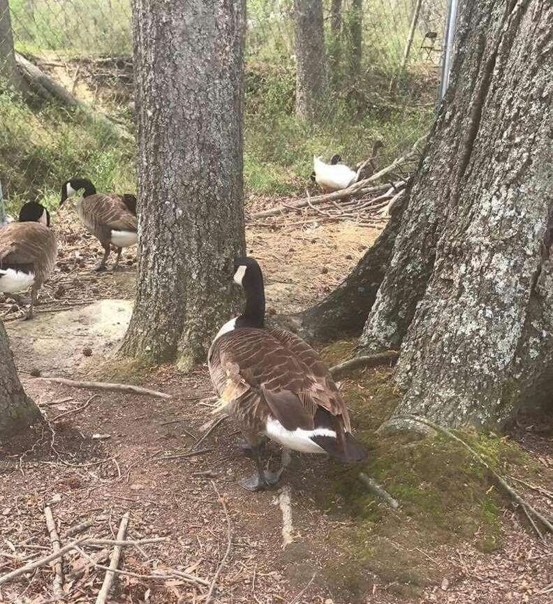 Canada goose with angel wing syndrome at Carolina Waterfowl Rescue