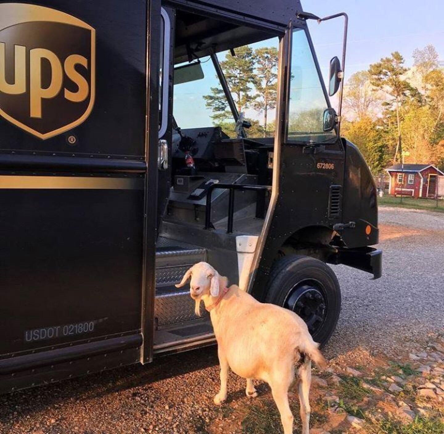 Goat Falls In Love With Delivery Guy - The Dodo