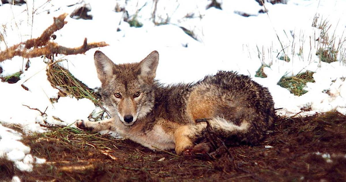 Refuge from Cruel Trapping Act Reintroduced to Protect Wildlife and Pets  from Barbaric Traps and Snares