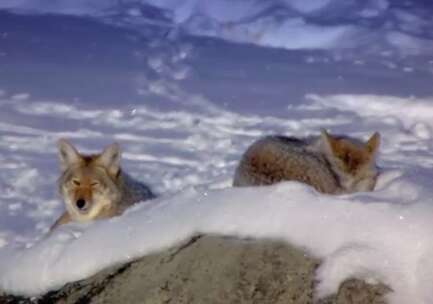 Two coyotes in the snow