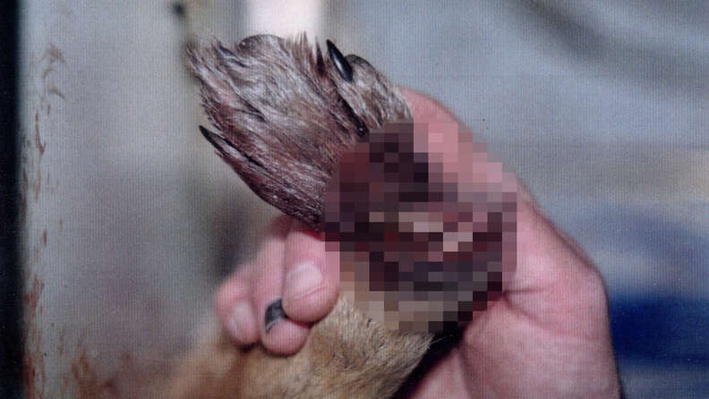 Coyote's mangled paw after getting caught in a trap