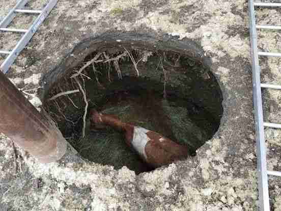 Horse Swallowed By Sinkhole Is So Happy To Be Rescued The Dodo
