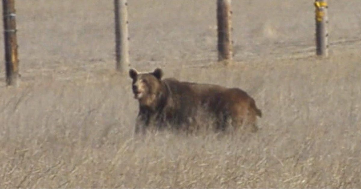 Bears Who Spent Their Life In A Pit Are Finally Free The Dodo