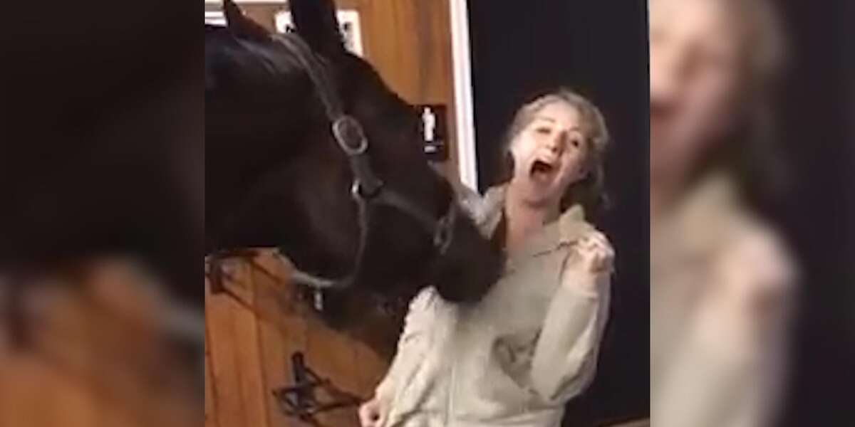 Horse Just Discovered He's Obsessed With Zippers The Dodo