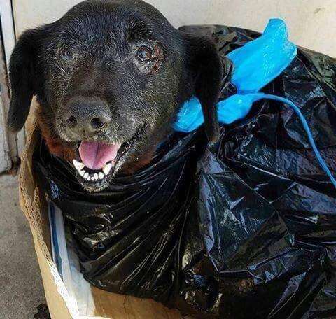 Senior dog surrendered at shelter in plastic garbage bag