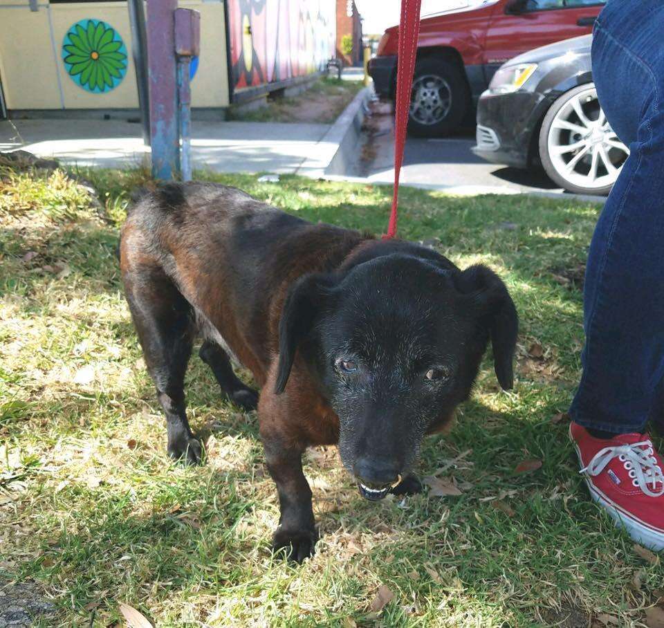 Senior rescue dog on a leash